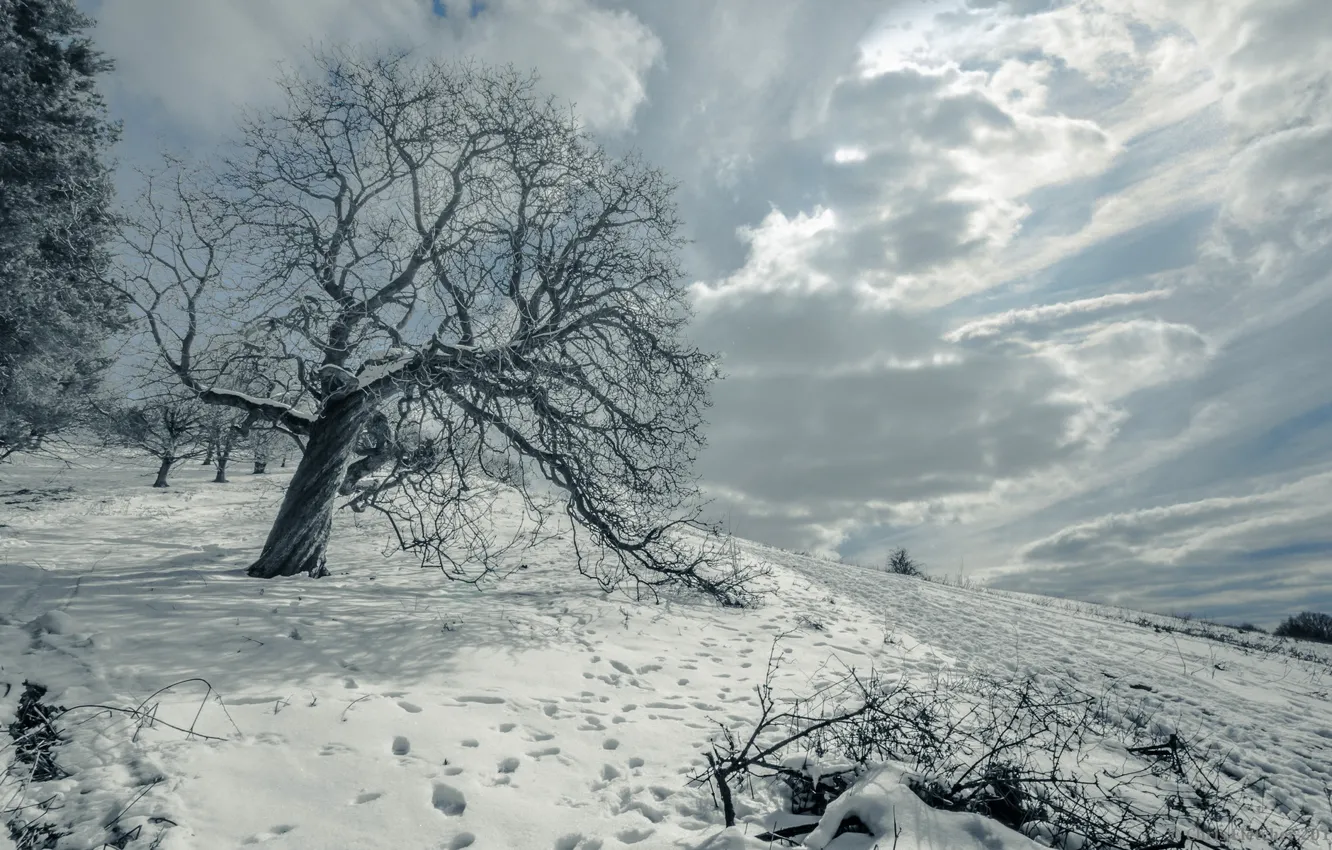 Фото обои зима, поле, снег, пейзаж, дерево