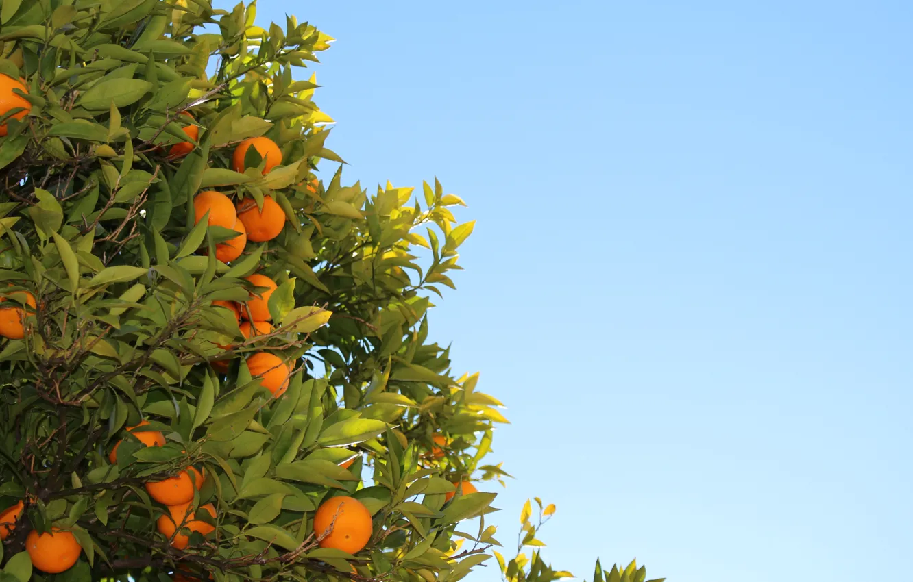 Фото обои листья, дерево, апельсин, плоды