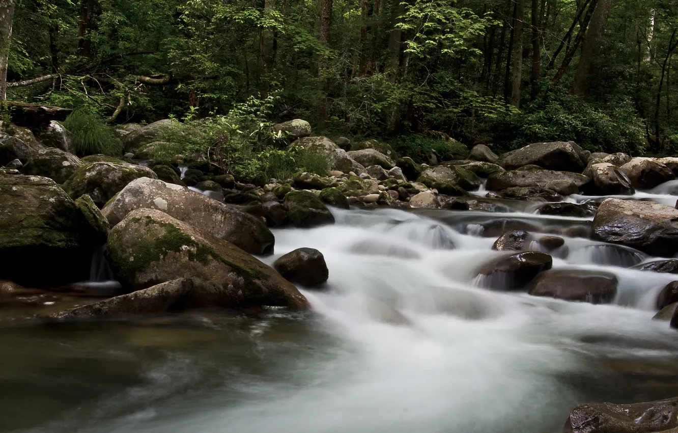 Фото обои вода, деревья, камни, берег, листва, мох, поток, речка