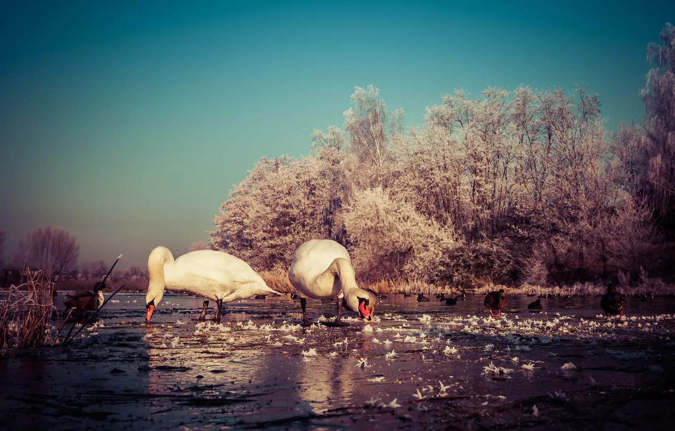 Фото обои зима, небо, деревья, озеро, утки, лебеди, замороженные