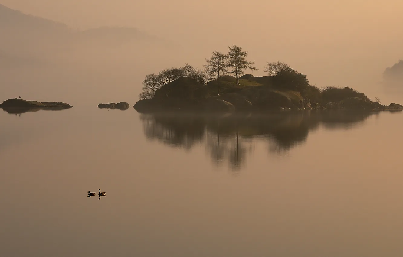 Фото обои озеро, остров, утки