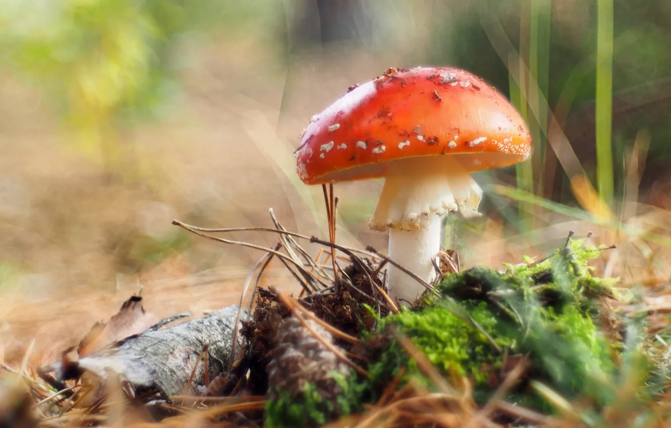 Фото обои гриб, мох, размытие, мухомор, шишка, боке