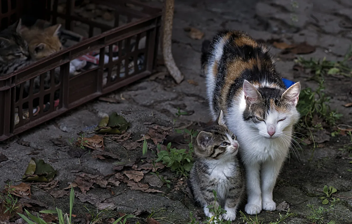 Фото обои кошка, взгляд, асфальт, кошки, поза, котенок, серый, малыш