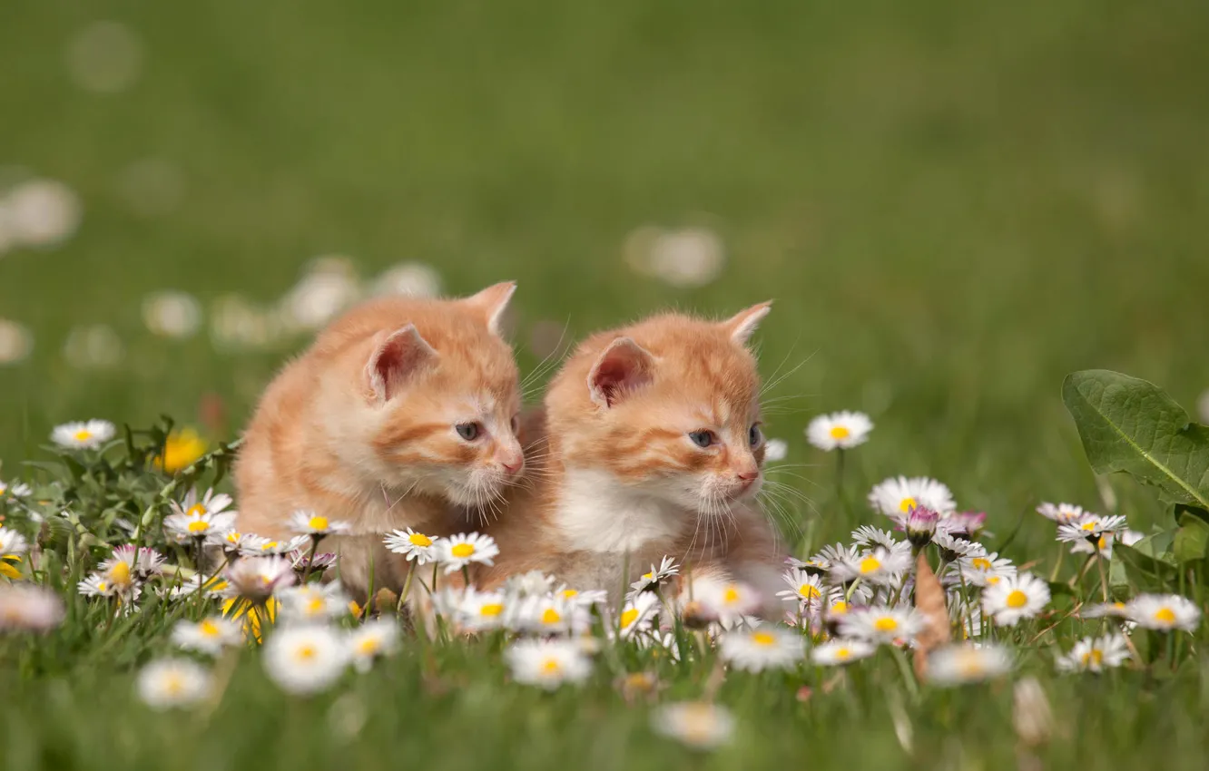 Фото обои трава, кошки, цветы, природа, ромашки, котята, рыжие