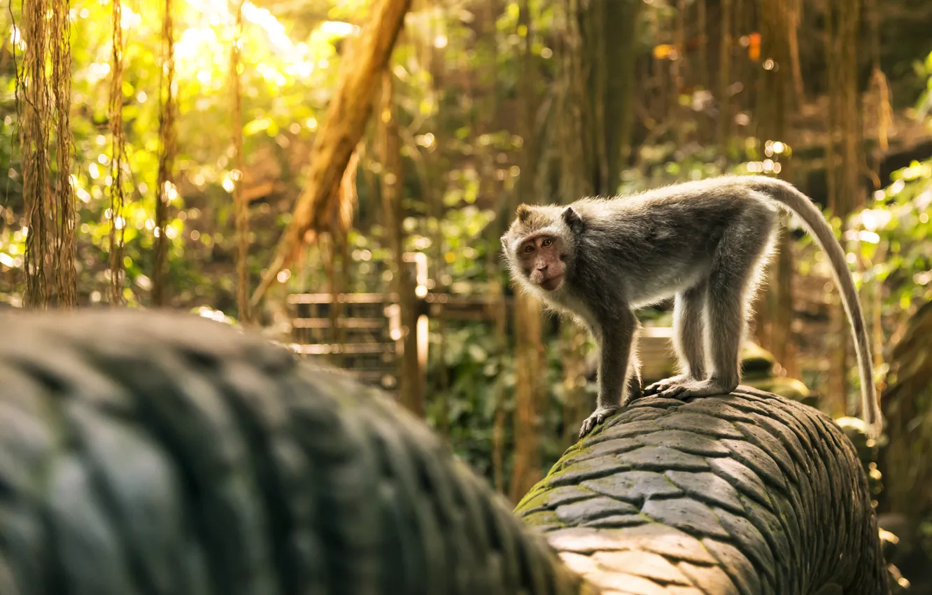 Фото обои Обезьяна, Бали, Индонезия, Хвост, Bali, Indonesia, Убуд, Ubud Monkey Forest
