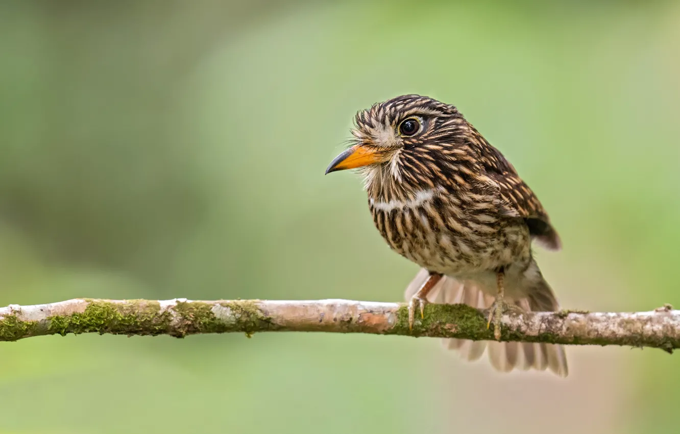 Фото обои зелень, ветки, фон, птица, боке, бурая пуховка, White-chested Puffbird, Malacoptila fusca