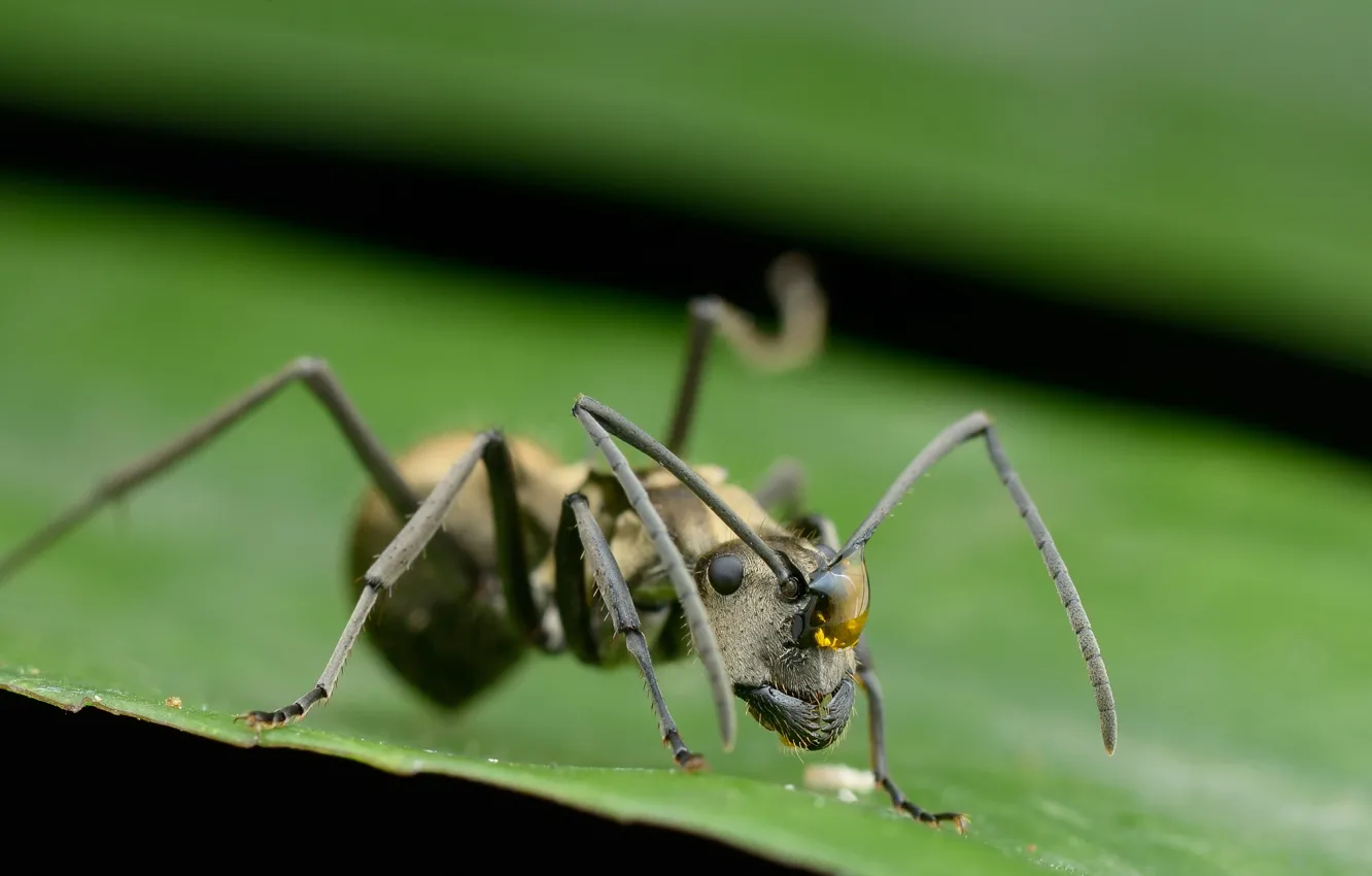Фото обои макро, природа, муравей