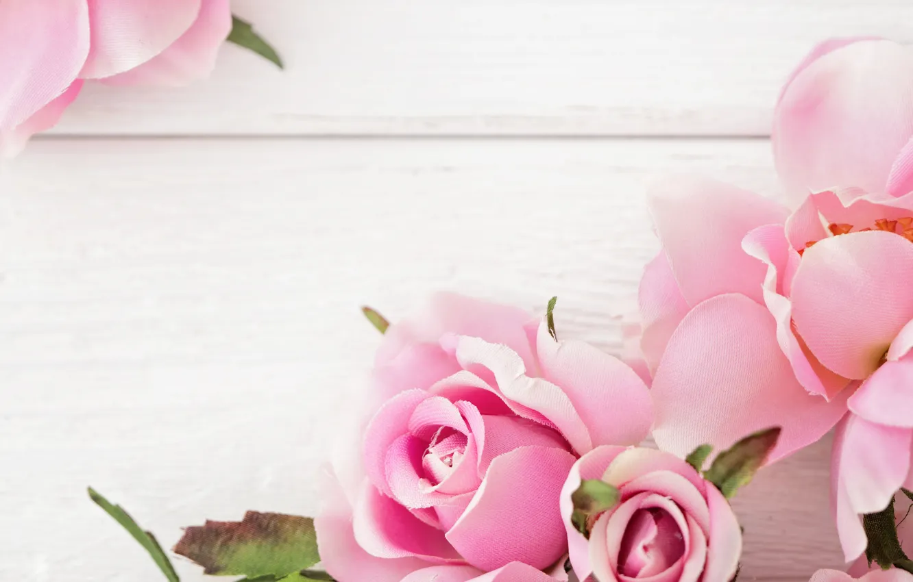 Фото обои розы, pink, flowers, roses
