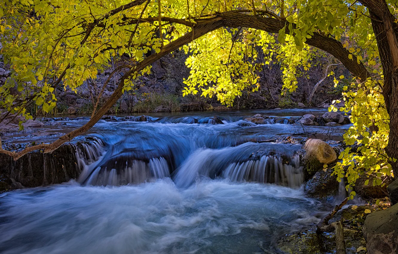 Фото обои осень, листья, деревья, река, камни, поток