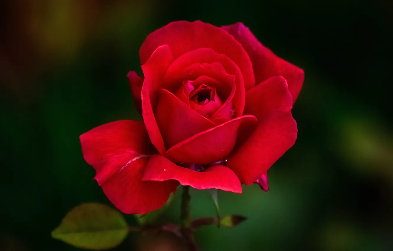 Фото обои цветок, темный фон, роза, листок, бутон, красная, алая, садовая