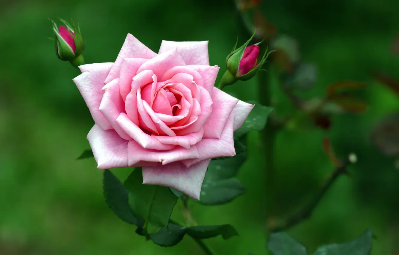Фото обои розовая, роза, ветка, бутоны