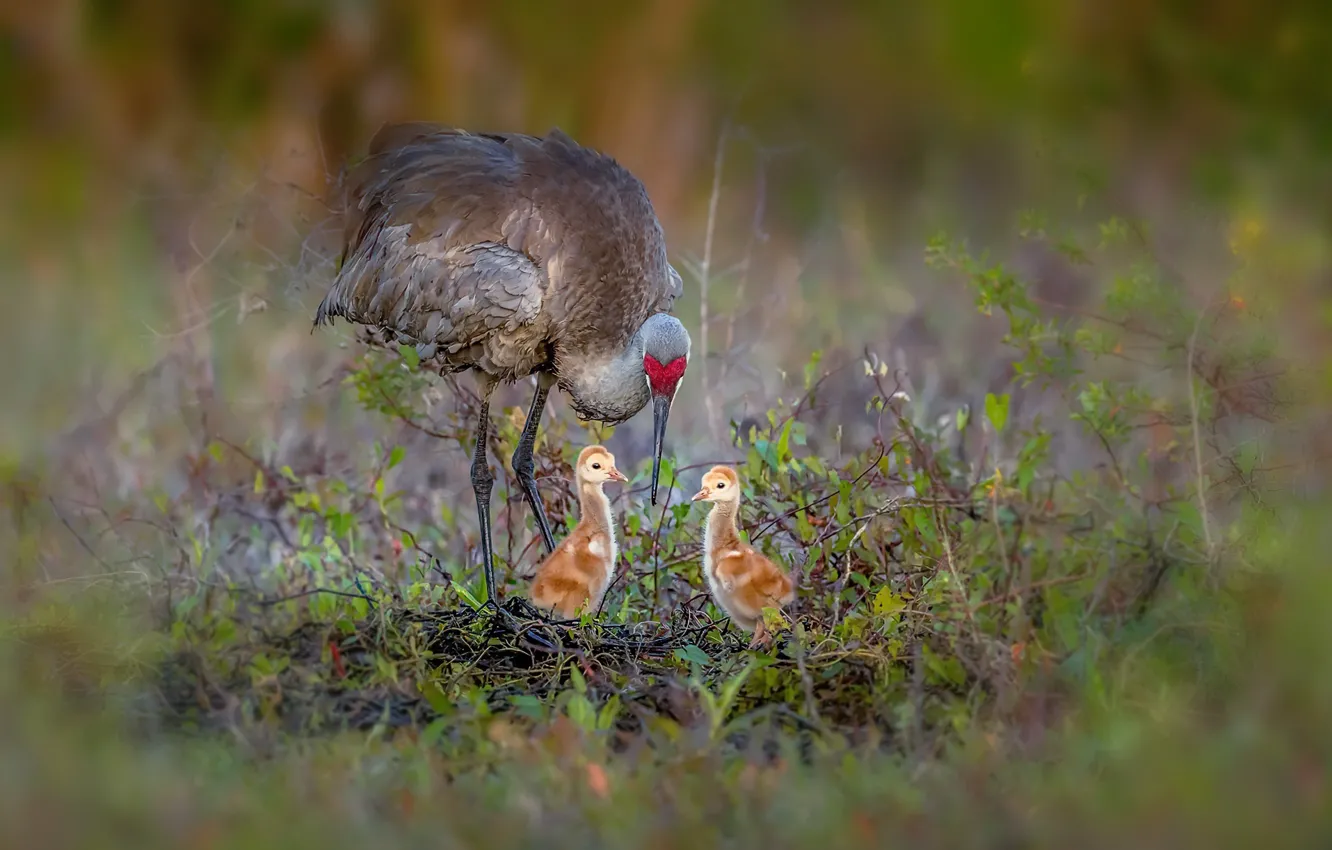 Фото обои птицы, природа, Sandhill cranes