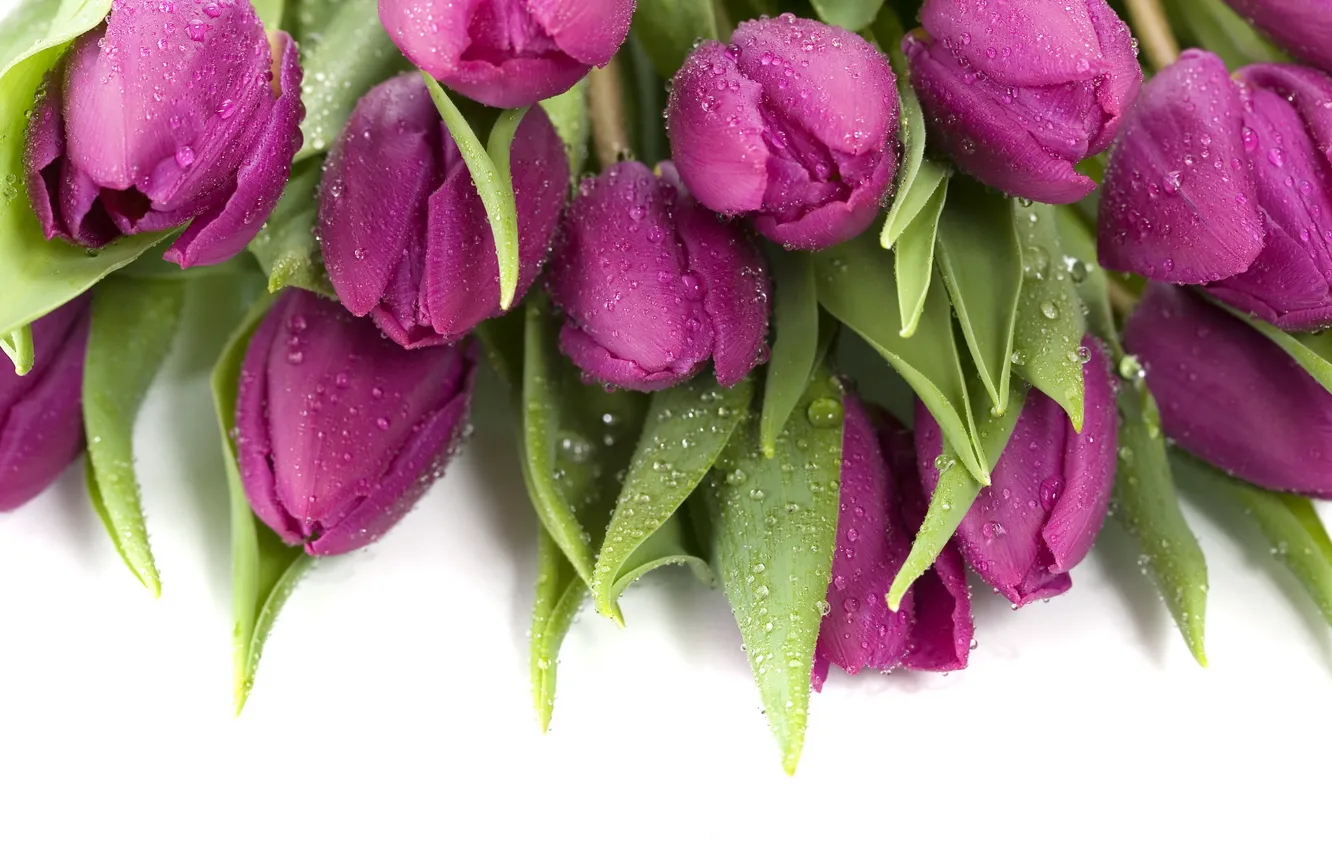 Фото обои капли, фиолетовые, тюльпаны, мокрые
