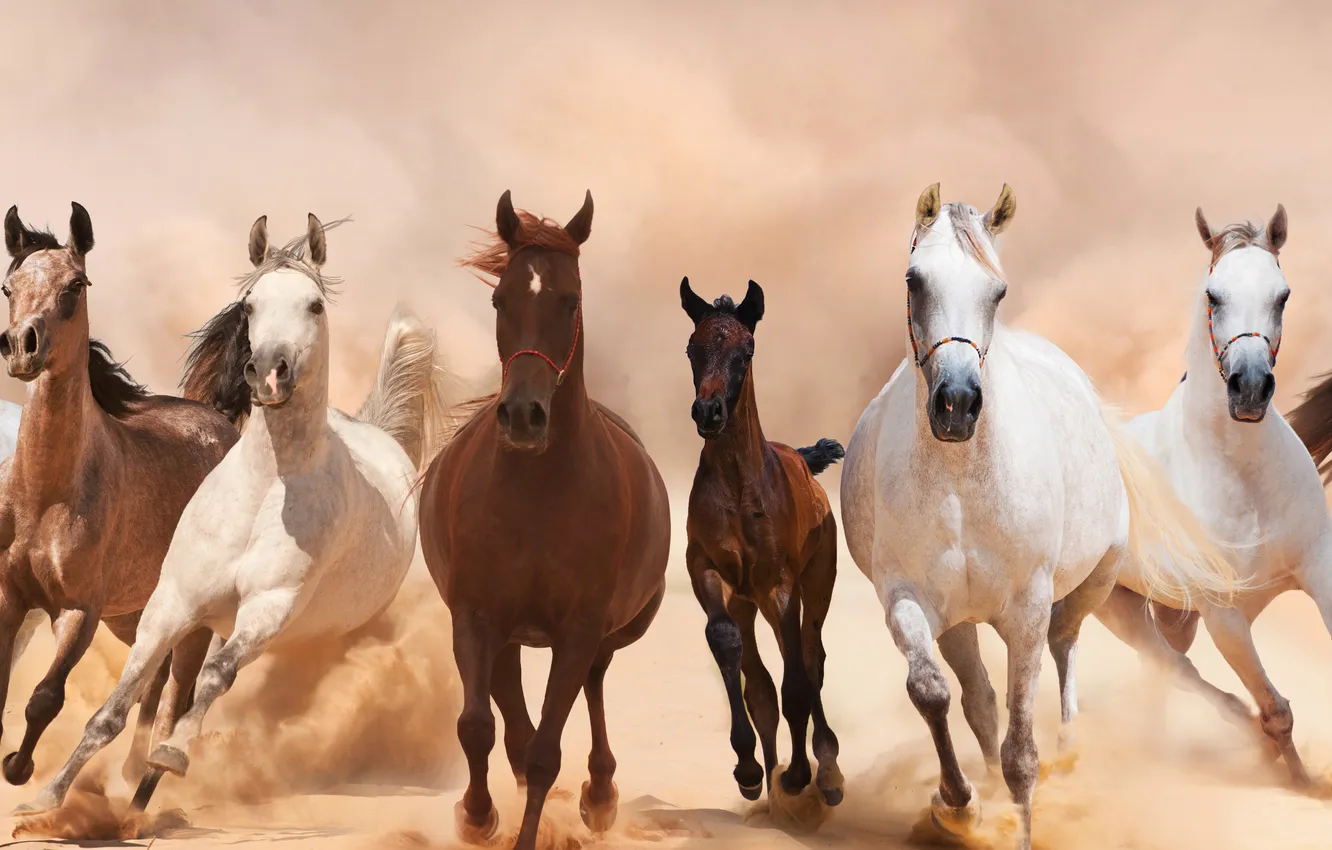 Фото обои кони, пыль, лошади, бег, панорама, табун, аллюр