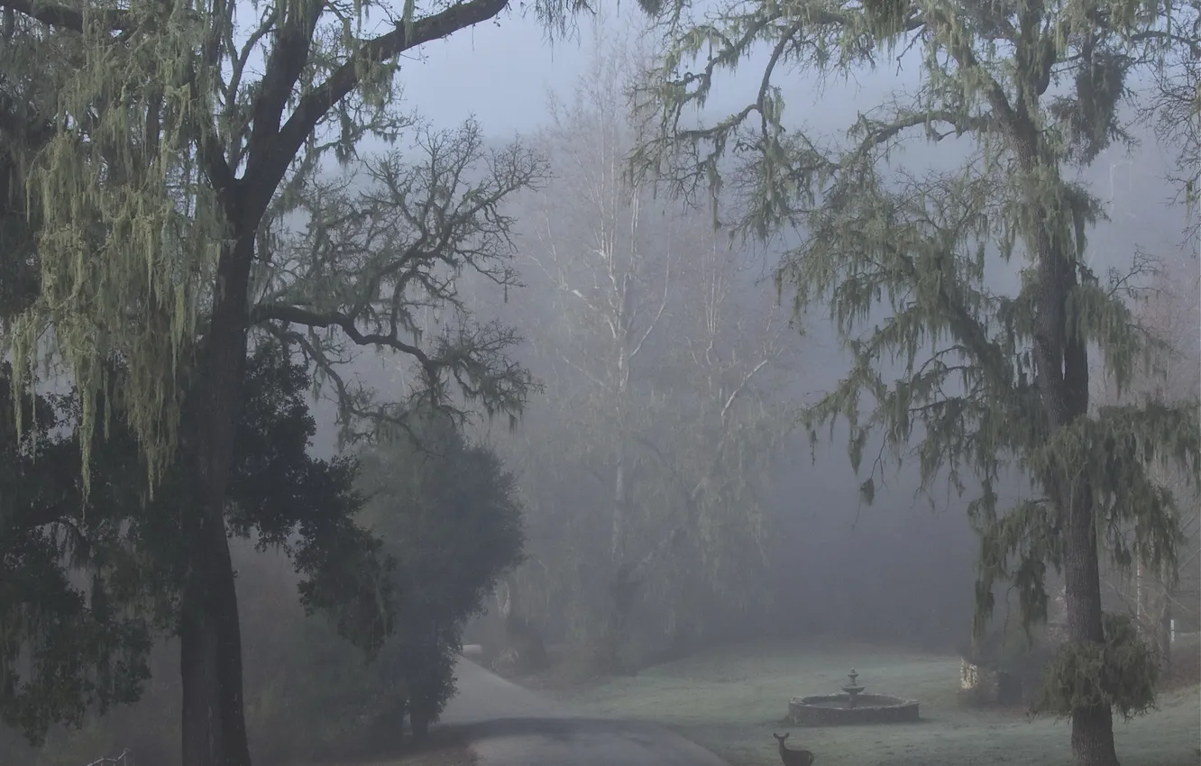 Фото обои дорога, деревья, туман, фонтан, лань