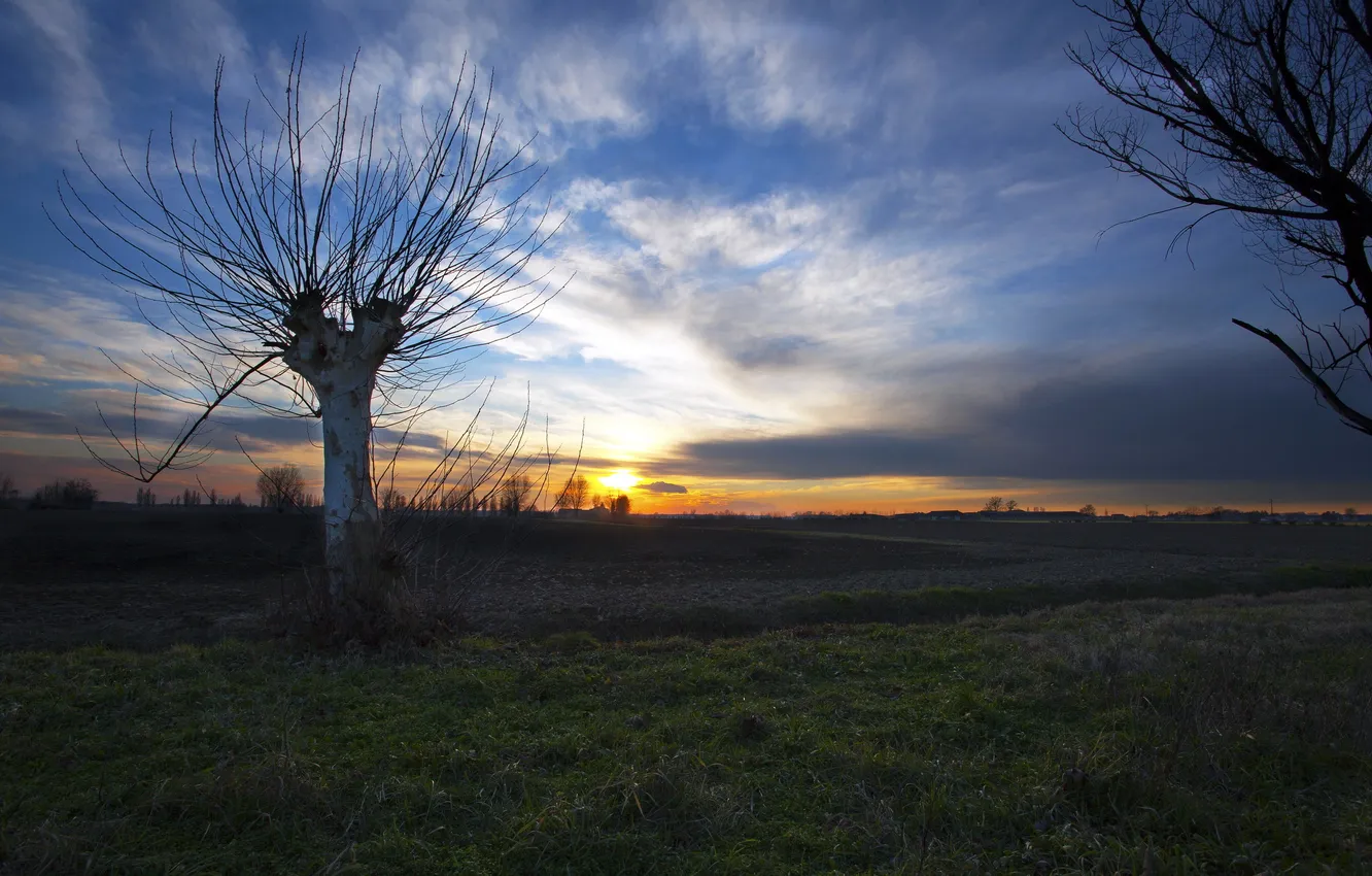 Фото обои поле, дерево, Закат