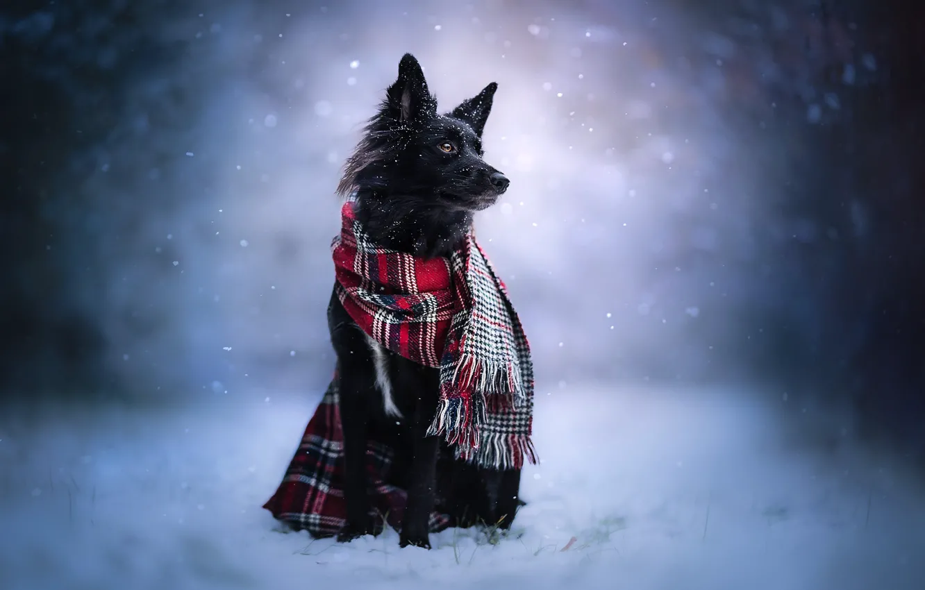 Фото обои зима, снег, собака, шарф, Бордер-колли