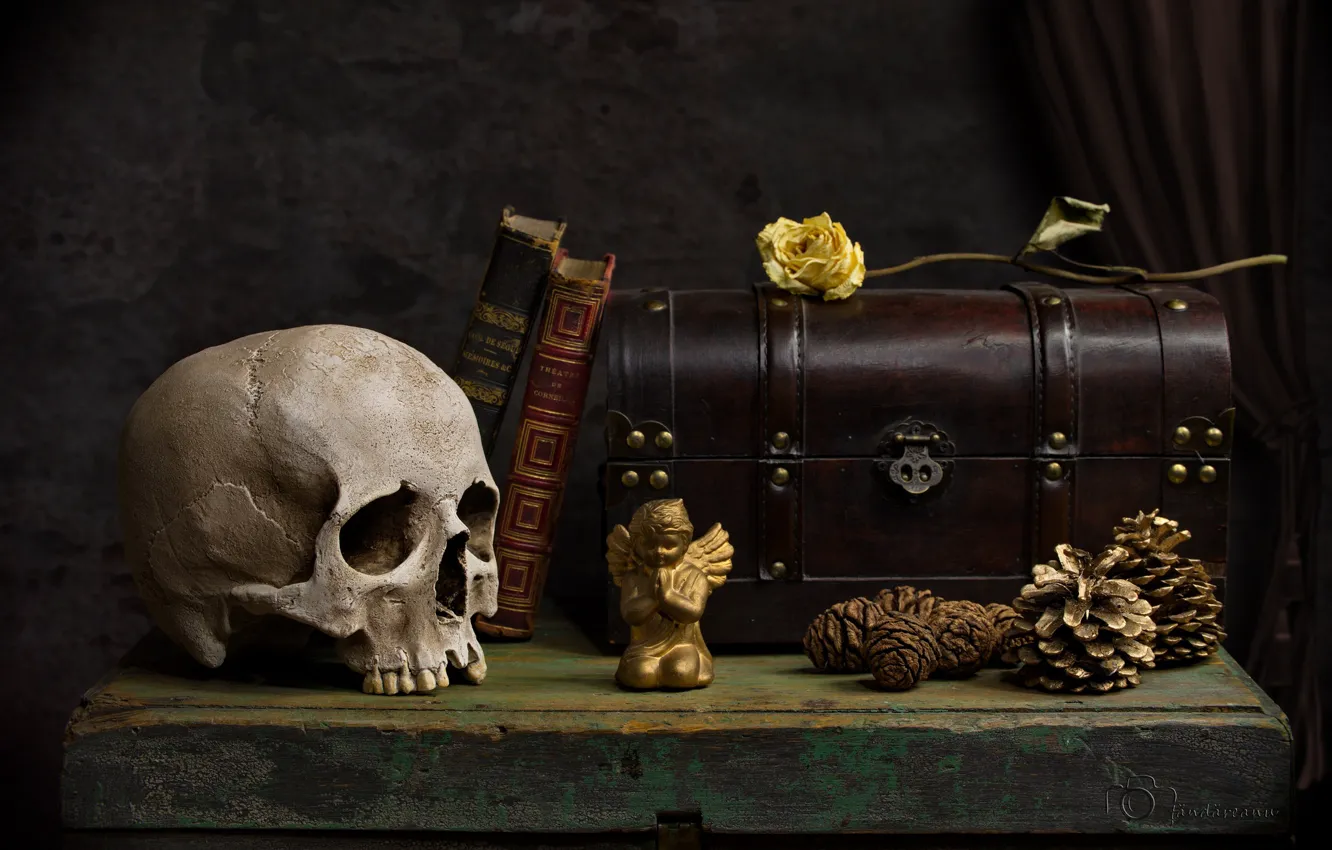 Фото обои роза, книги, череп, ангел, сундук, шишки