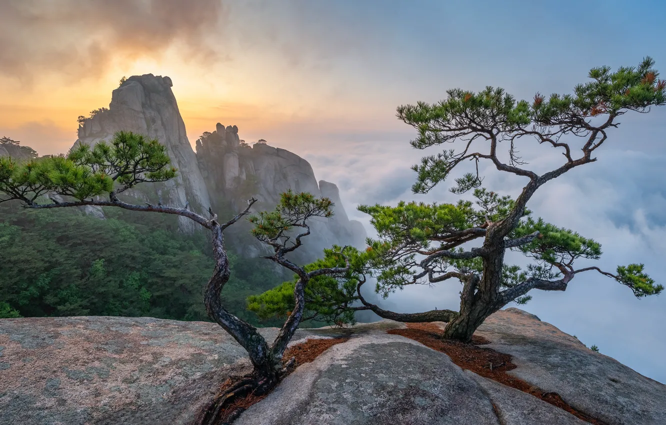 Фото обои деревья, пейзаж, горы, природа, туман, камни, сосны, Южная Корея