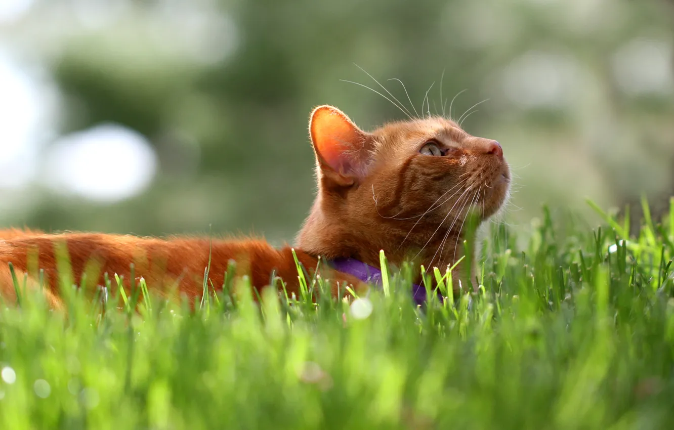 Фото обои трава, кот, кошак, рыжий, котяра