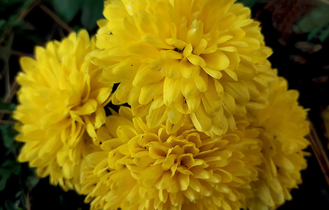 Фото обои осень, краски, октябрь