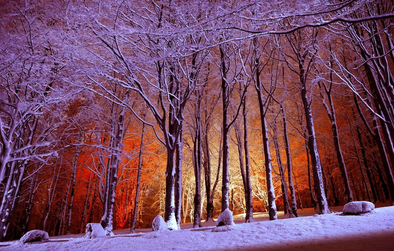 Фото обои зима, лес, свет, снег, деревья, парк