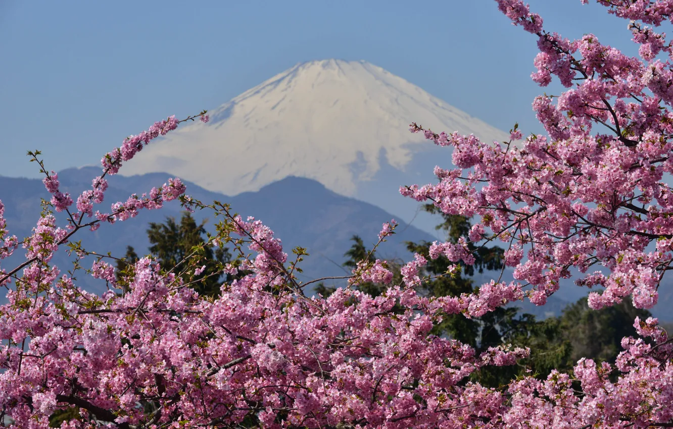 Фото обои гора, вулкан, сакура, Japan, цветение, Mount Fuji, Фудзияма