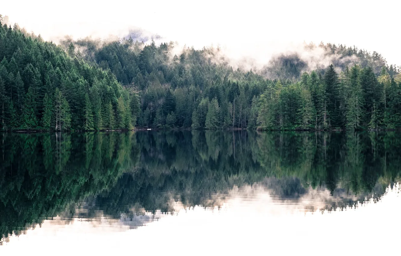 Фото обои лес, природа, туман, озеро