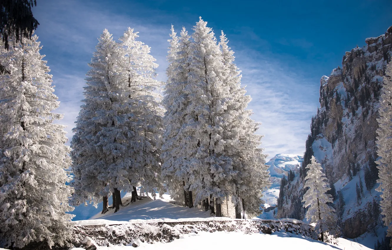 Фото обои зима, снег, деревья, пейзаж, горы, природа, скалы, ели