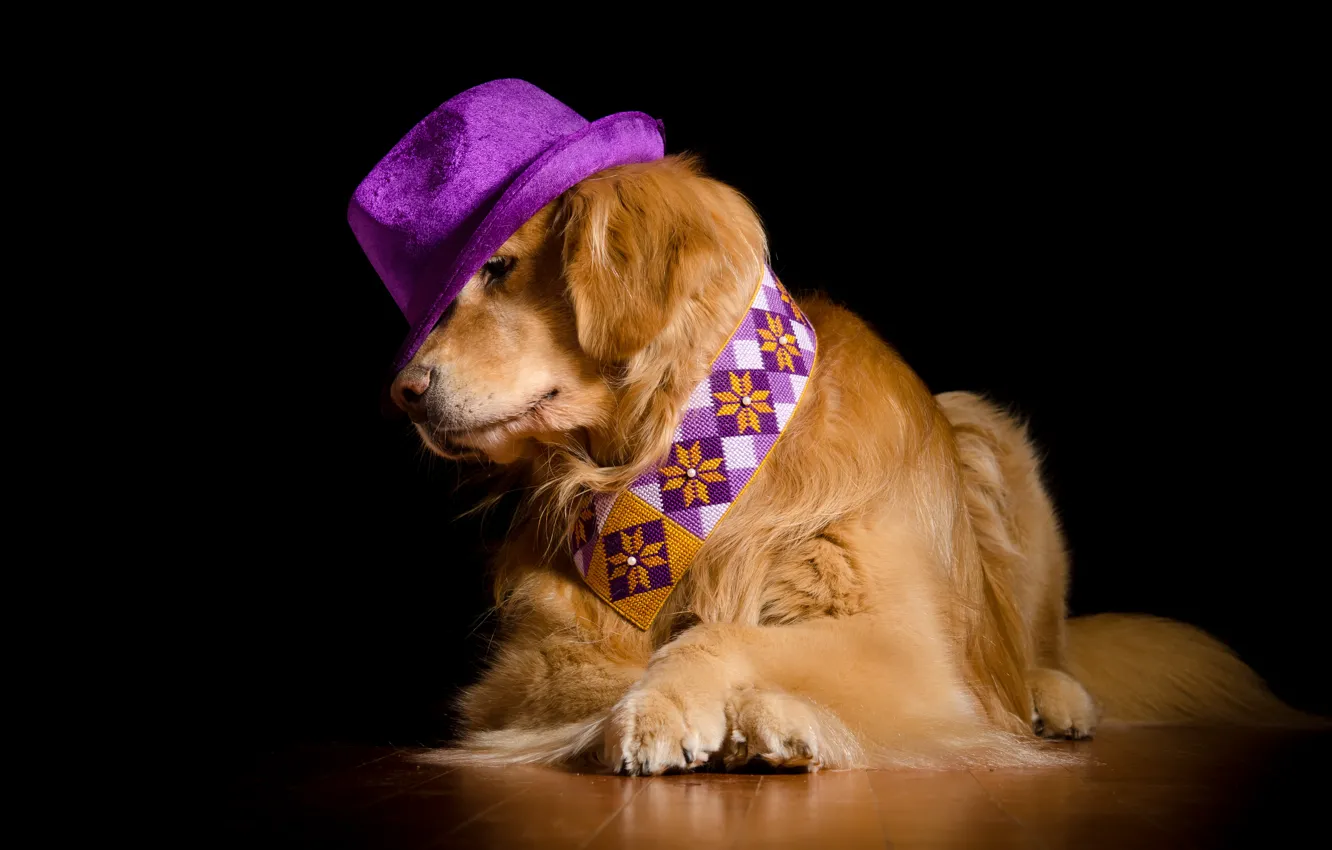 Фото обои шляпа, пёс, ретривер
