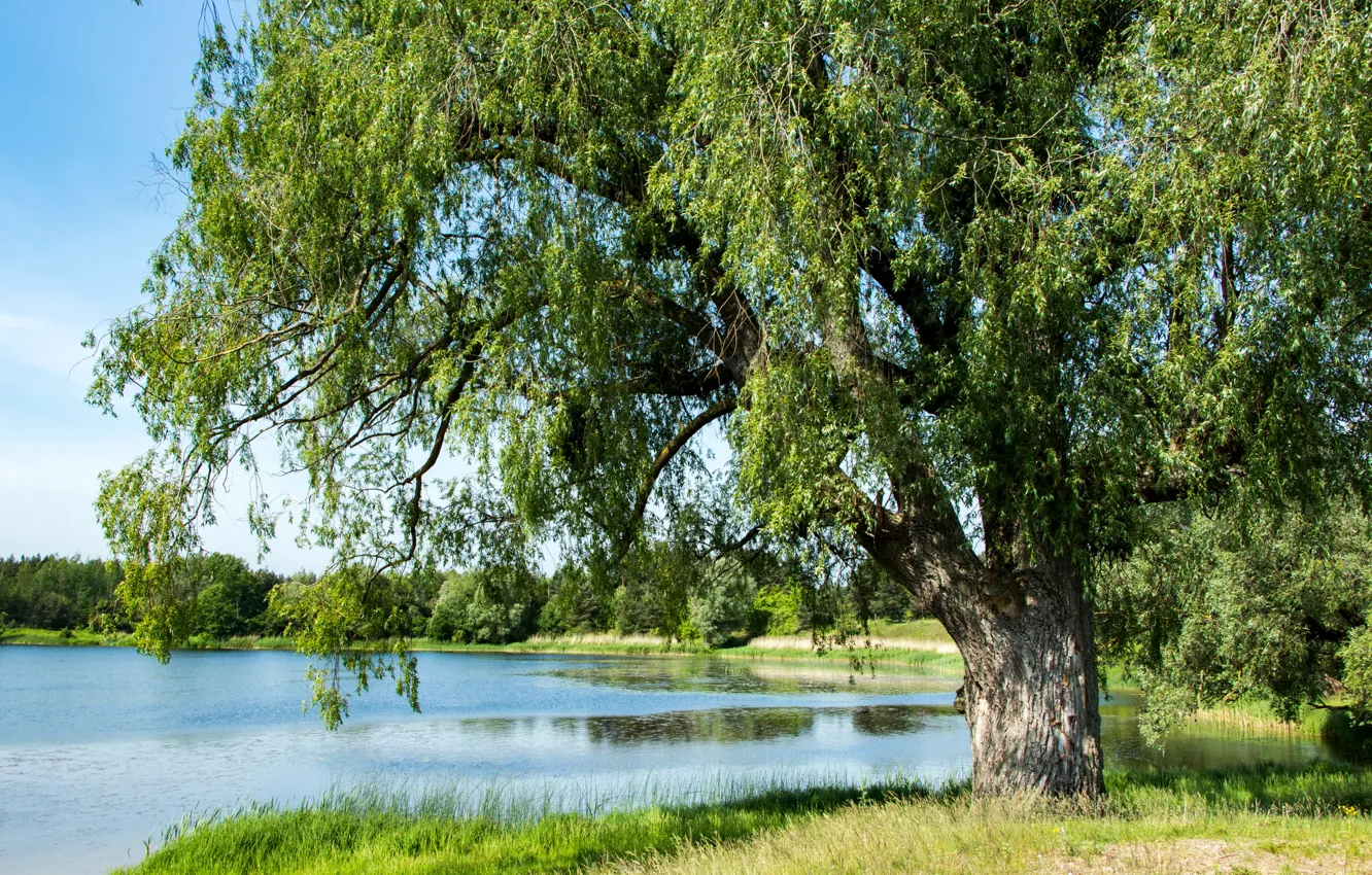 Фото обои лето, деревья, пруд, Россия, Калининградская область, Вишнёвое