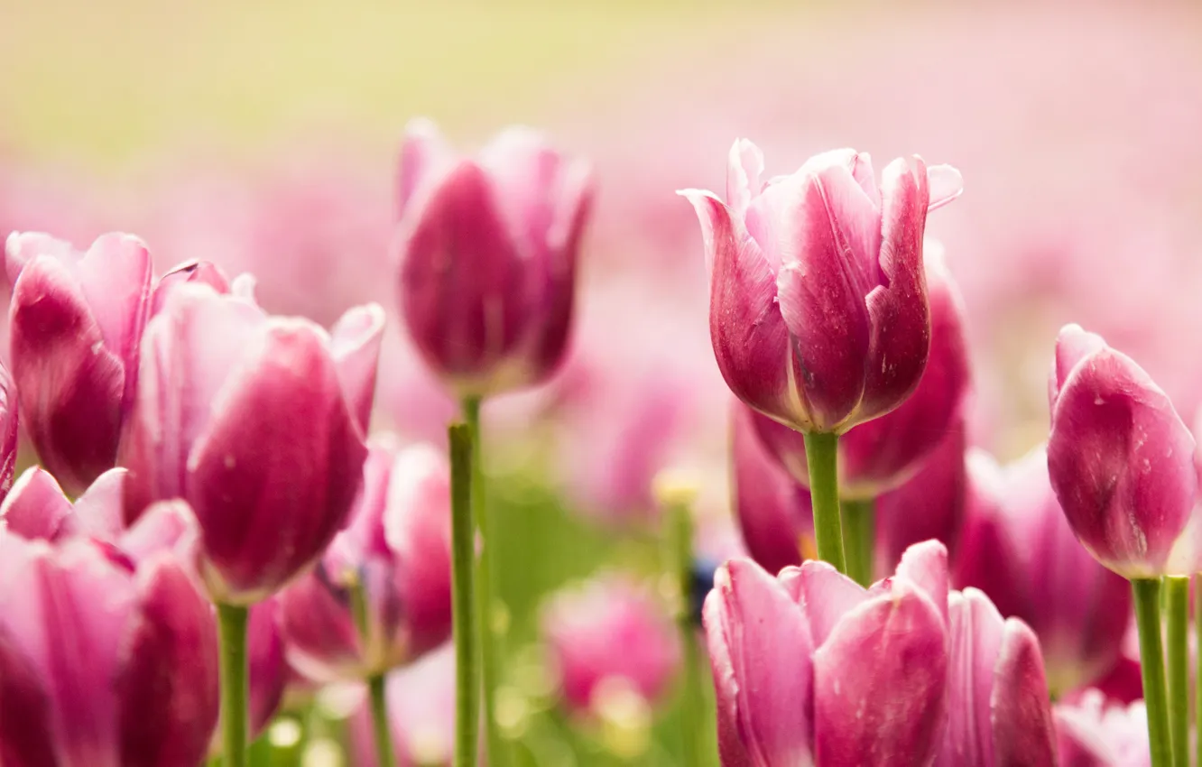Фото обои краски, весна, лепестки, сад, луг, тюльпаны