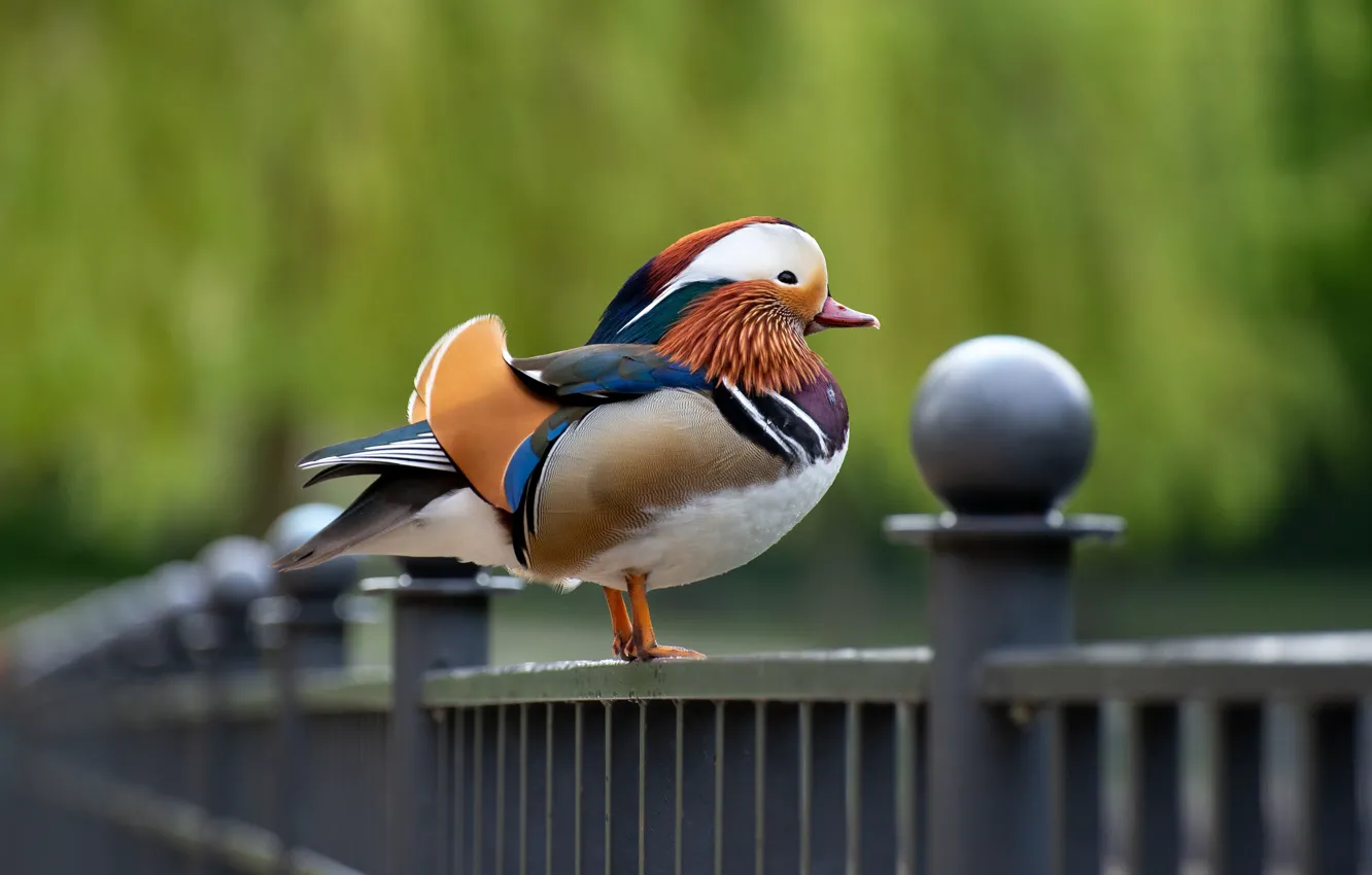 Фото обои птица, забор, ограждение, утка, боке, яркое оперение, мандаринка