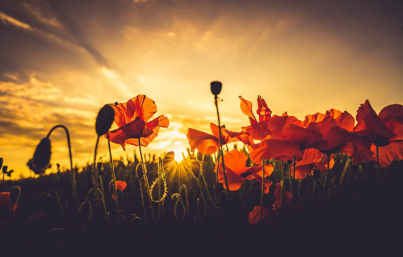 Фото обои лето, закат, маки