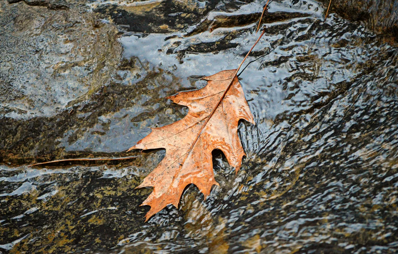 Фото обои Вода, Поток, Осень, Листик, Fall, Water, Autumn, Leaf