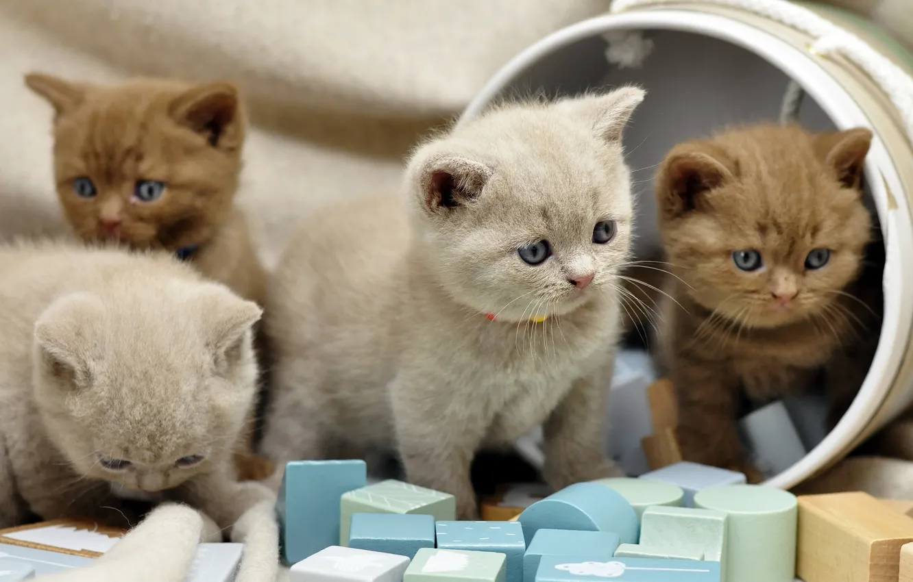 Фото обои кошки, котенок, коробка, кубики, игра, котята, ткань, малыши