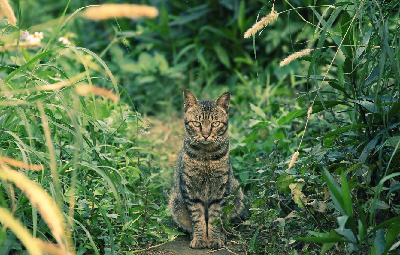 Фото обои трава, кот, взгляд, котэ