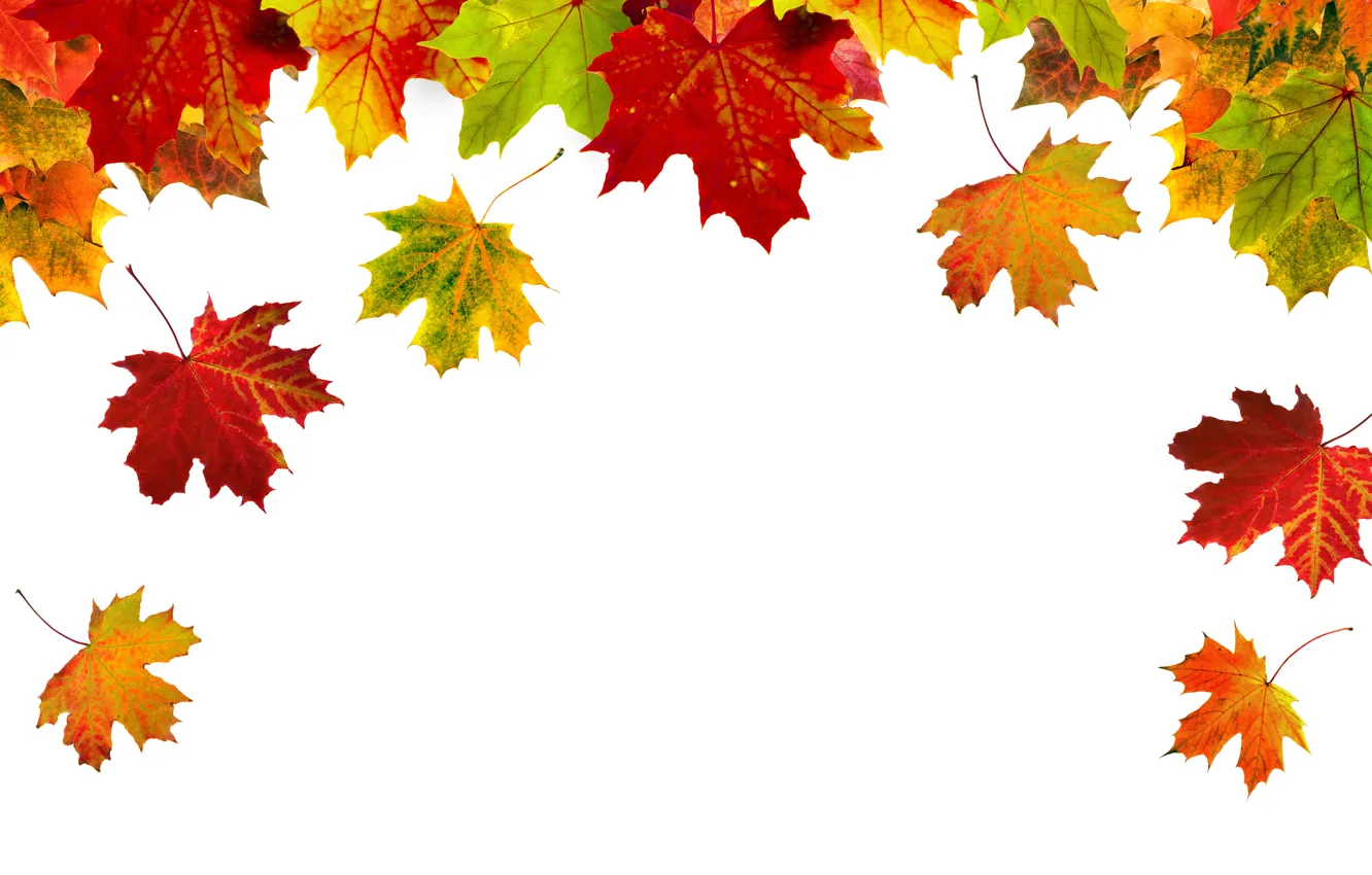 Фото обои Осень, Листья, Клён, Белый Фон, Шаблон, Крупным Планом