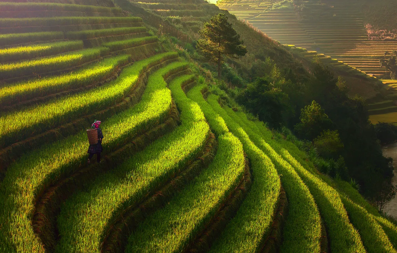 Фото обои человек, поля, ступени, рис