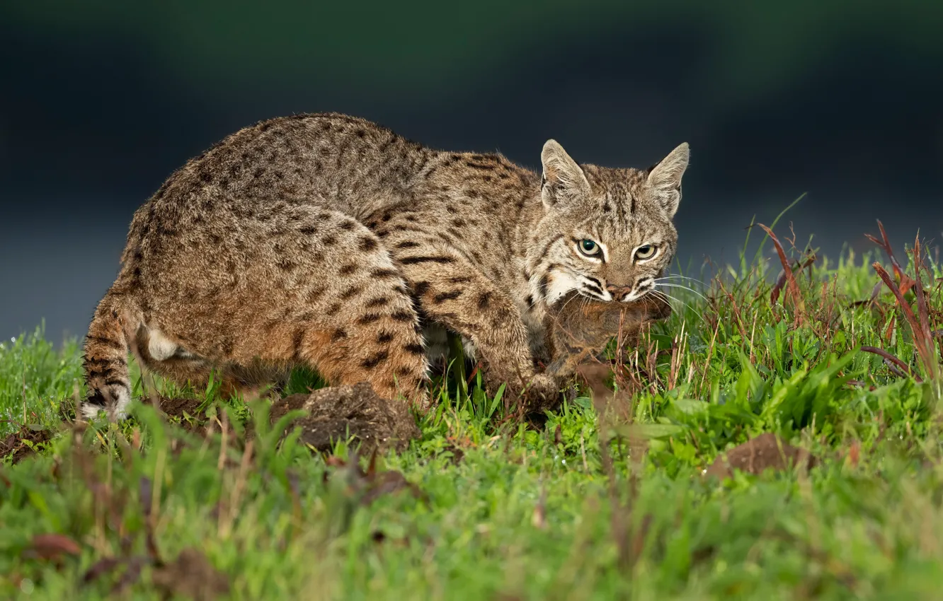Фото обои трава, взгляд, морда, природа, поляна, охота, рысь, дикая кошка