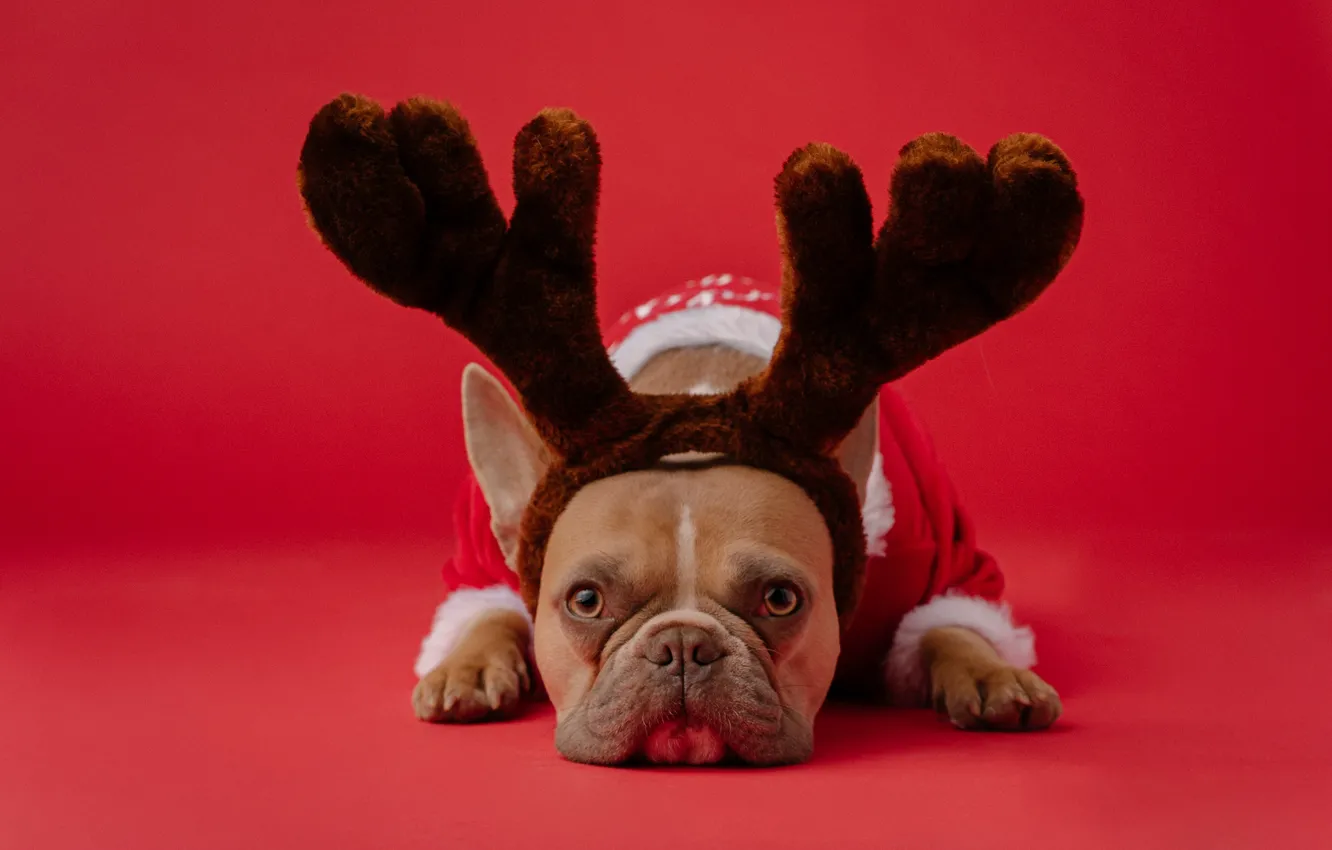 Фото обои собаки, собака, олень, Рождество, костюм, Новый год, рога, красный фон
