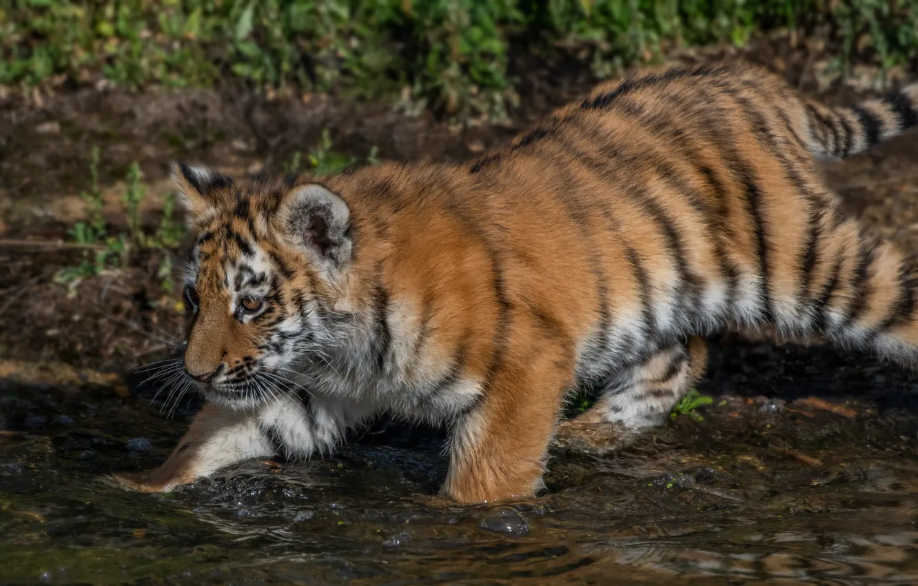 Фото обои вода, тигр, детёныш, котёнок, тигрёнок