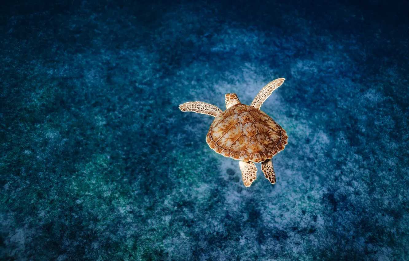 Фото обои beach, animals, sea, nature, blue, water, blue background, shells