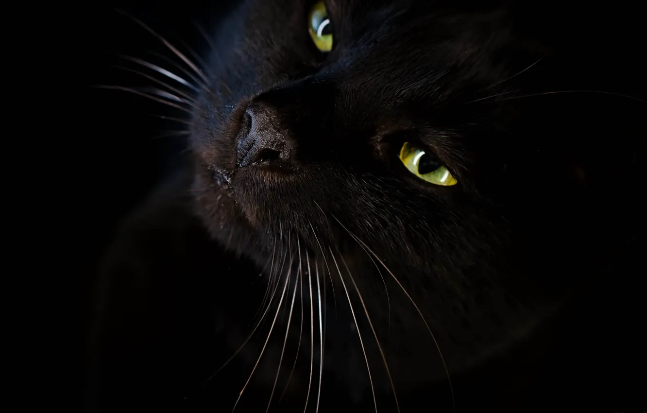 Фото обои кот, взгляд, чёрный