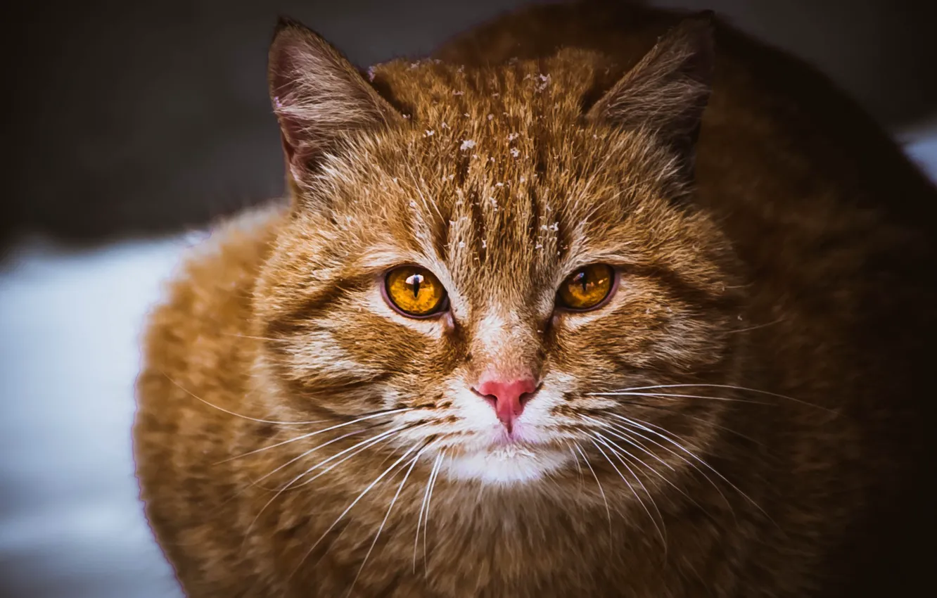 Фото обои кошка, глаза, кот, усы, рыжий, Котик, коричневый, пушистик