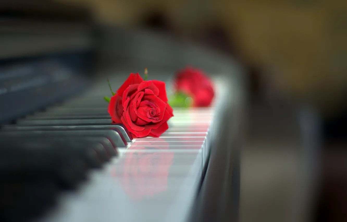 Фото обои стиль, роза, бутон, клавиатура, красная роза, пианино, боке