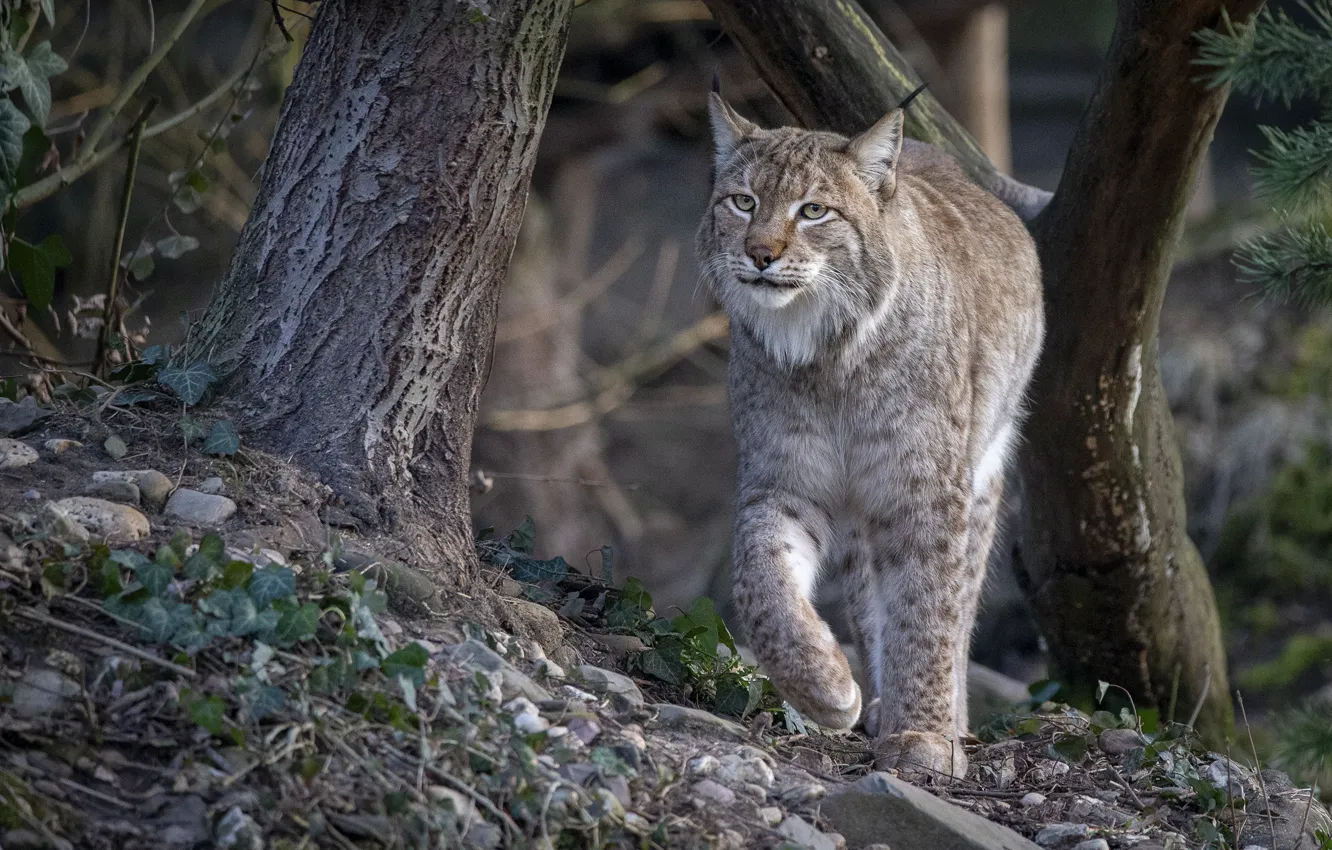 Фото обои лес, прогулка, рысь
