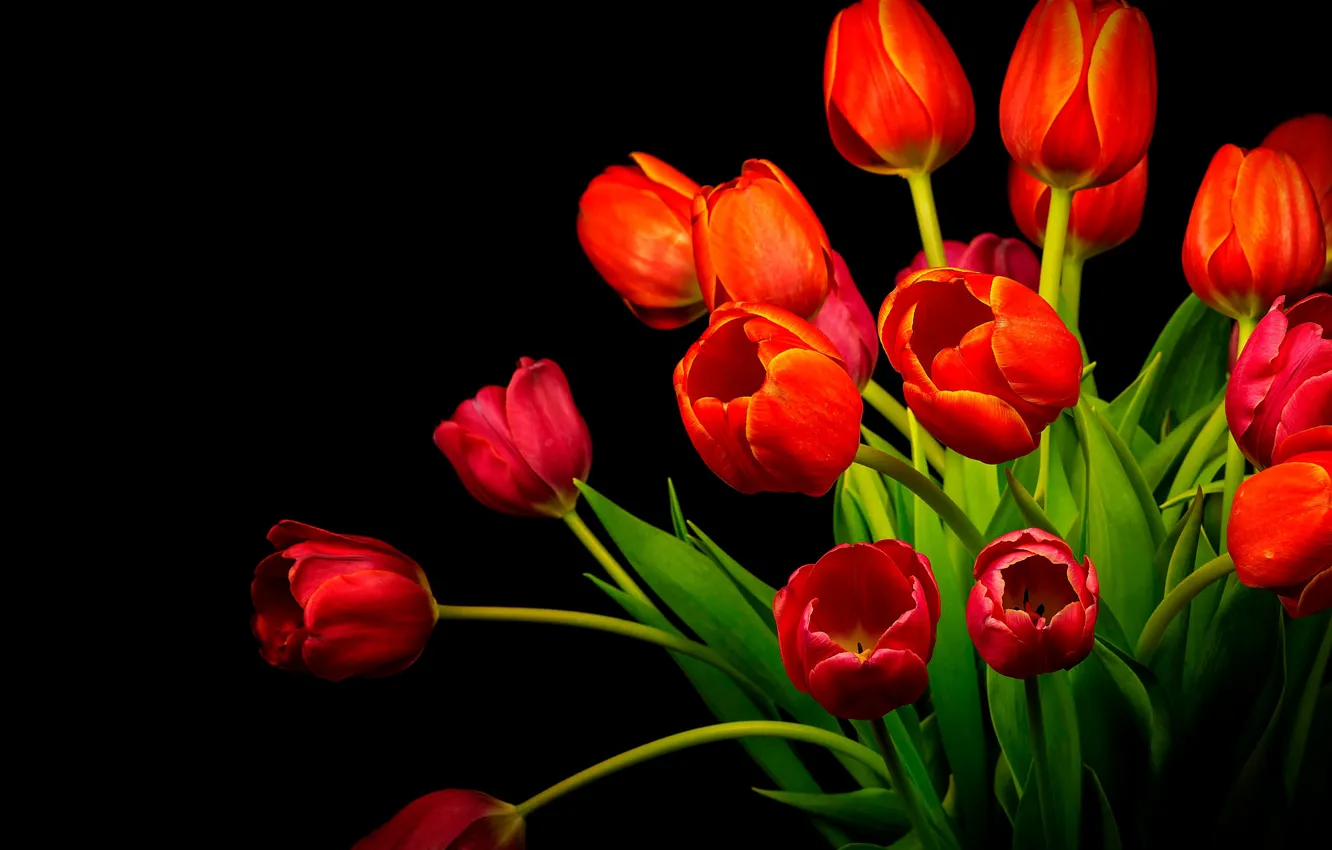 Фото обои букет, тюльпаны, красные, черный фон