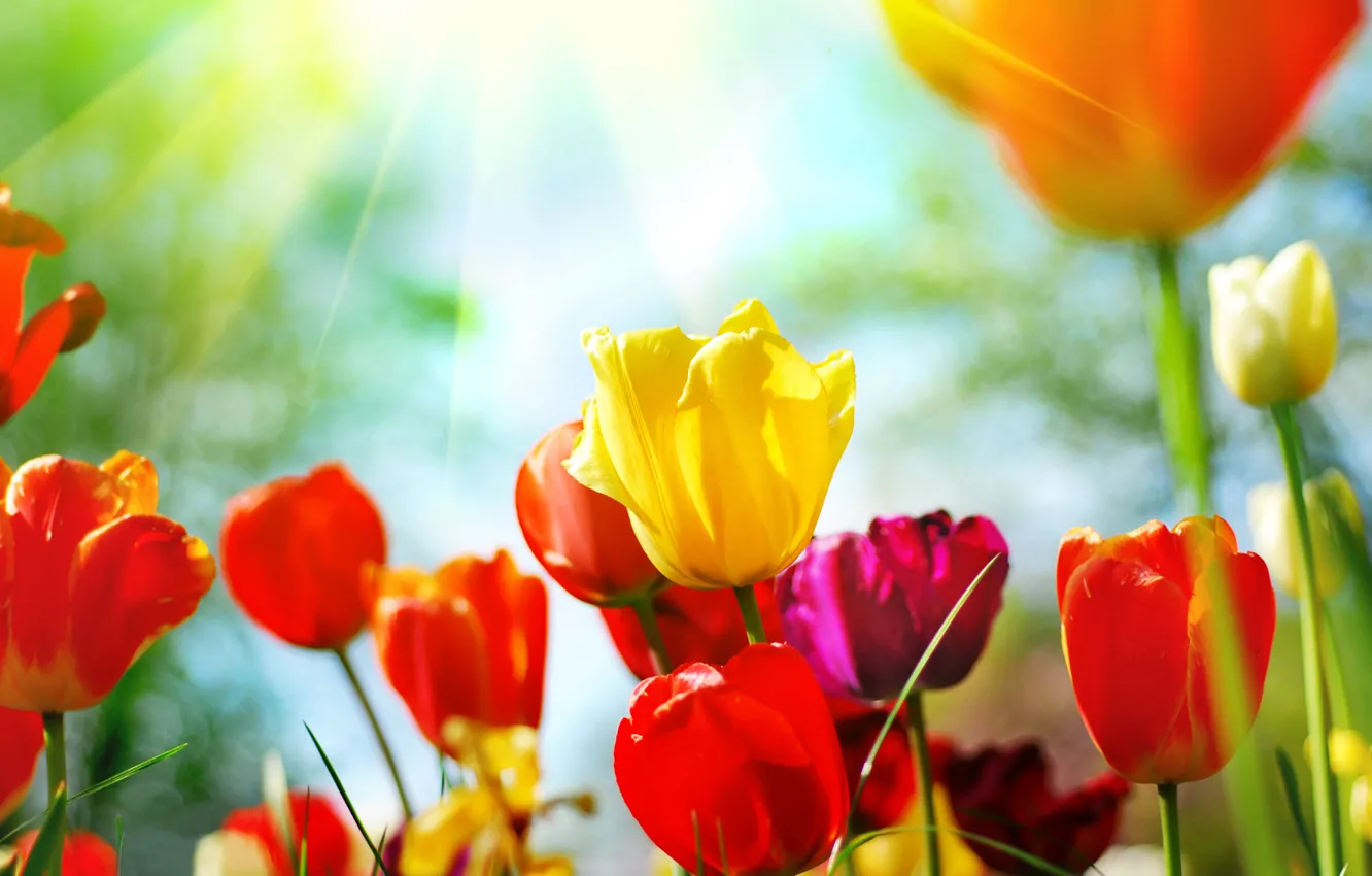 Фото обои цветы, природа, весна, тюльпаны, бутоны, tulips