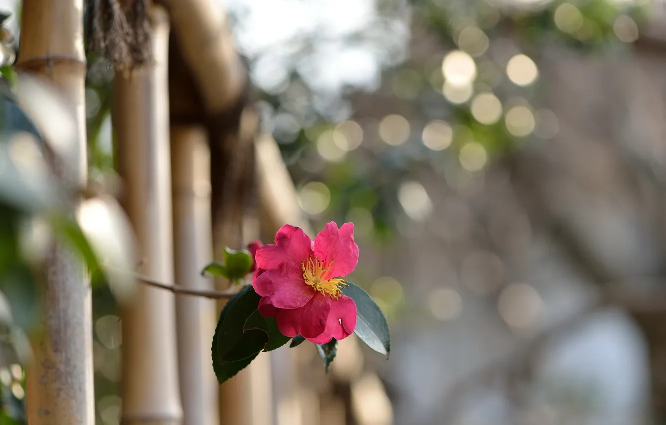 Фото обои цветок, макро, Camellia sasanqua